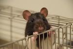 Funded Master's project on human-animal relations